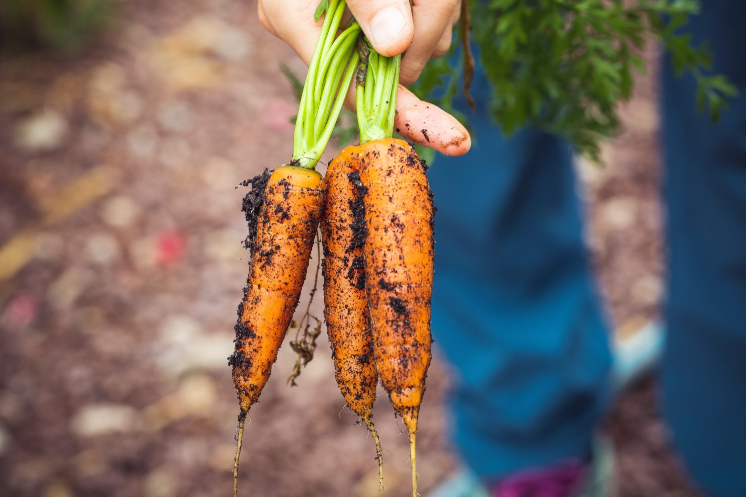 Hand hält Karotten